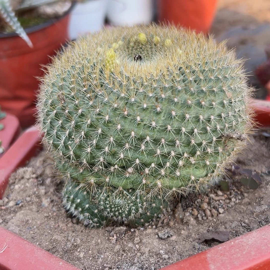多肉植物白三光群