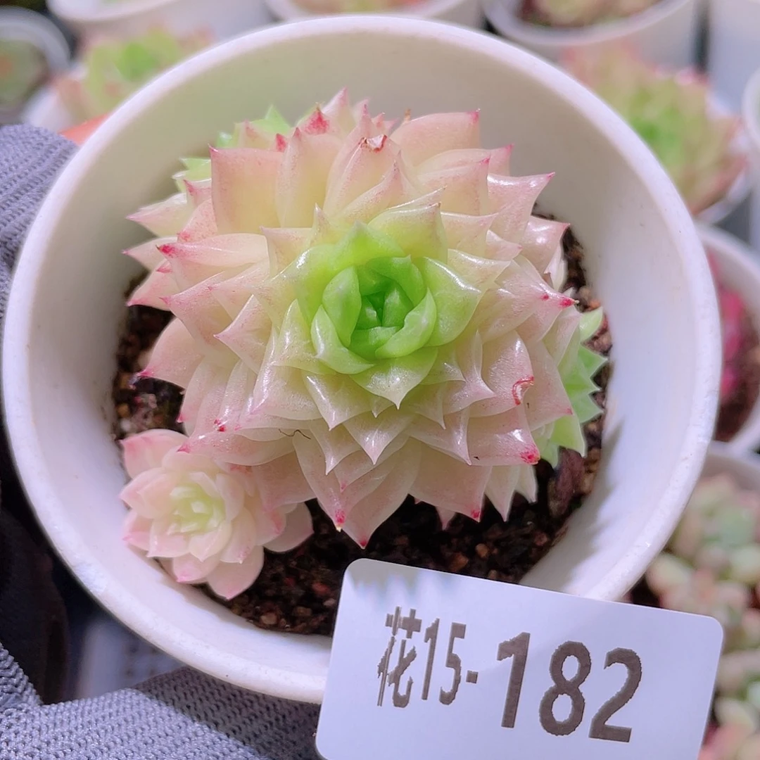 花利美15-182幻影