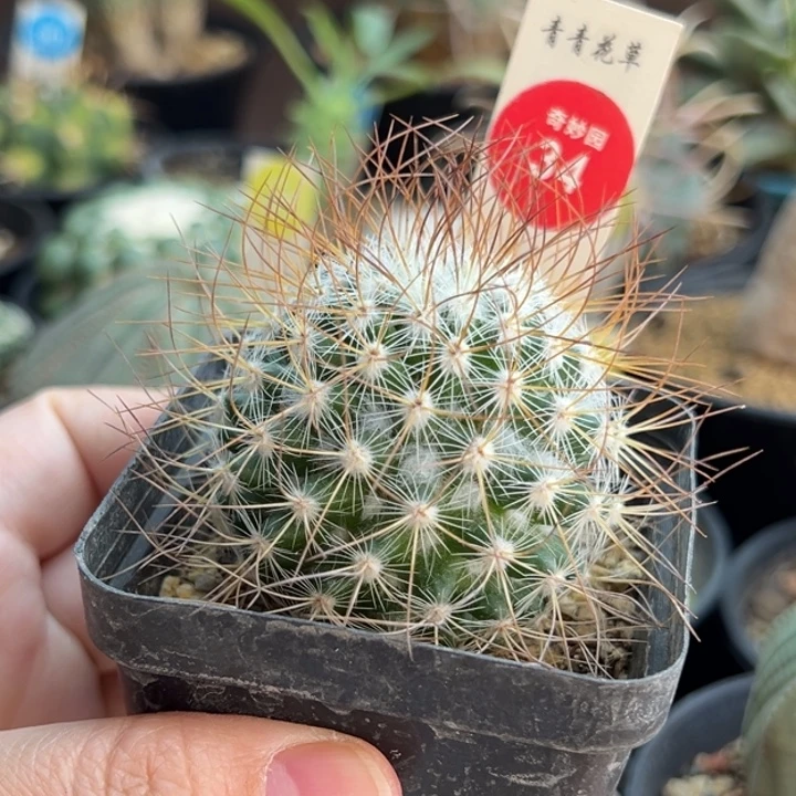 实生狂刺海泉一棵仙人球