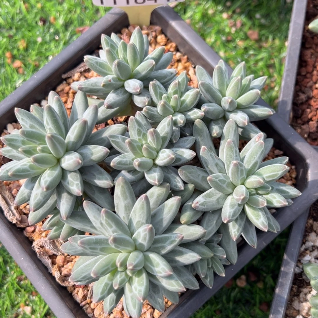 1118447 伊卡鲁斯美人群平头9头