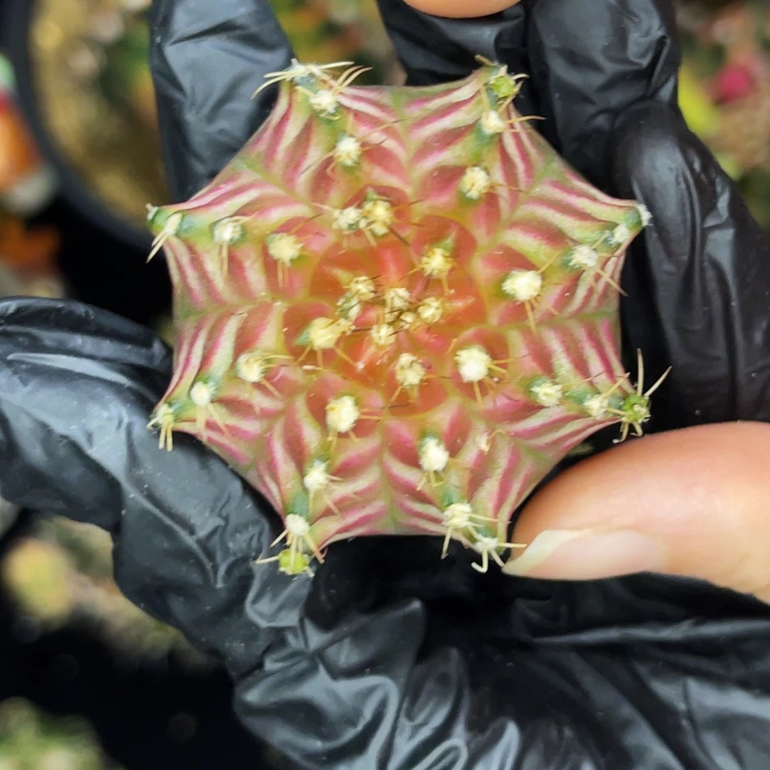 樱花轮回 一物一拍 脱土