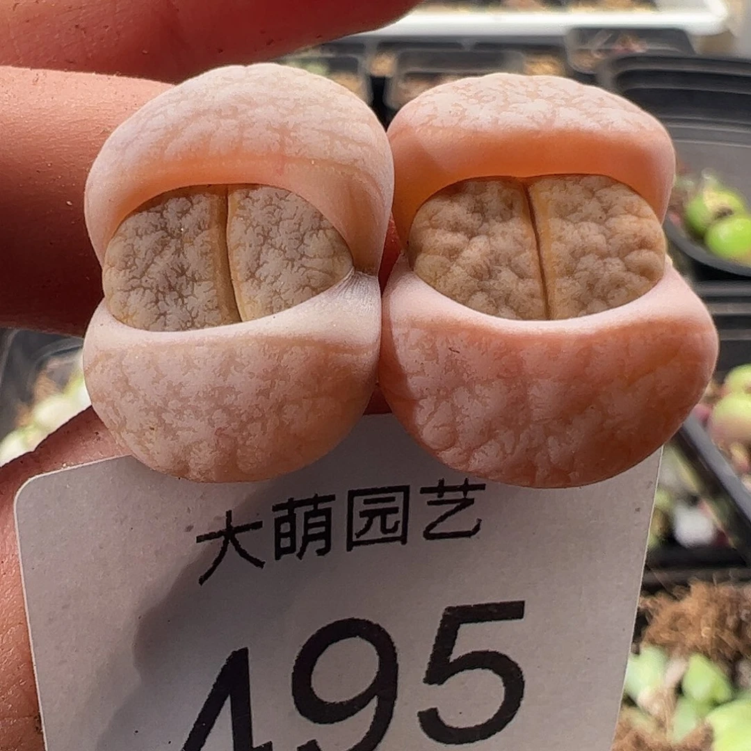 一物一拍正版C309a拿铁。 495
