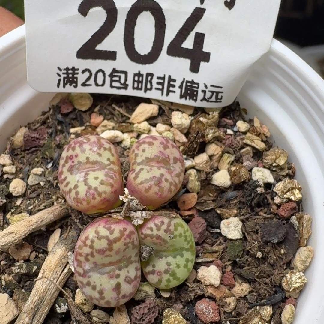 带盆土。