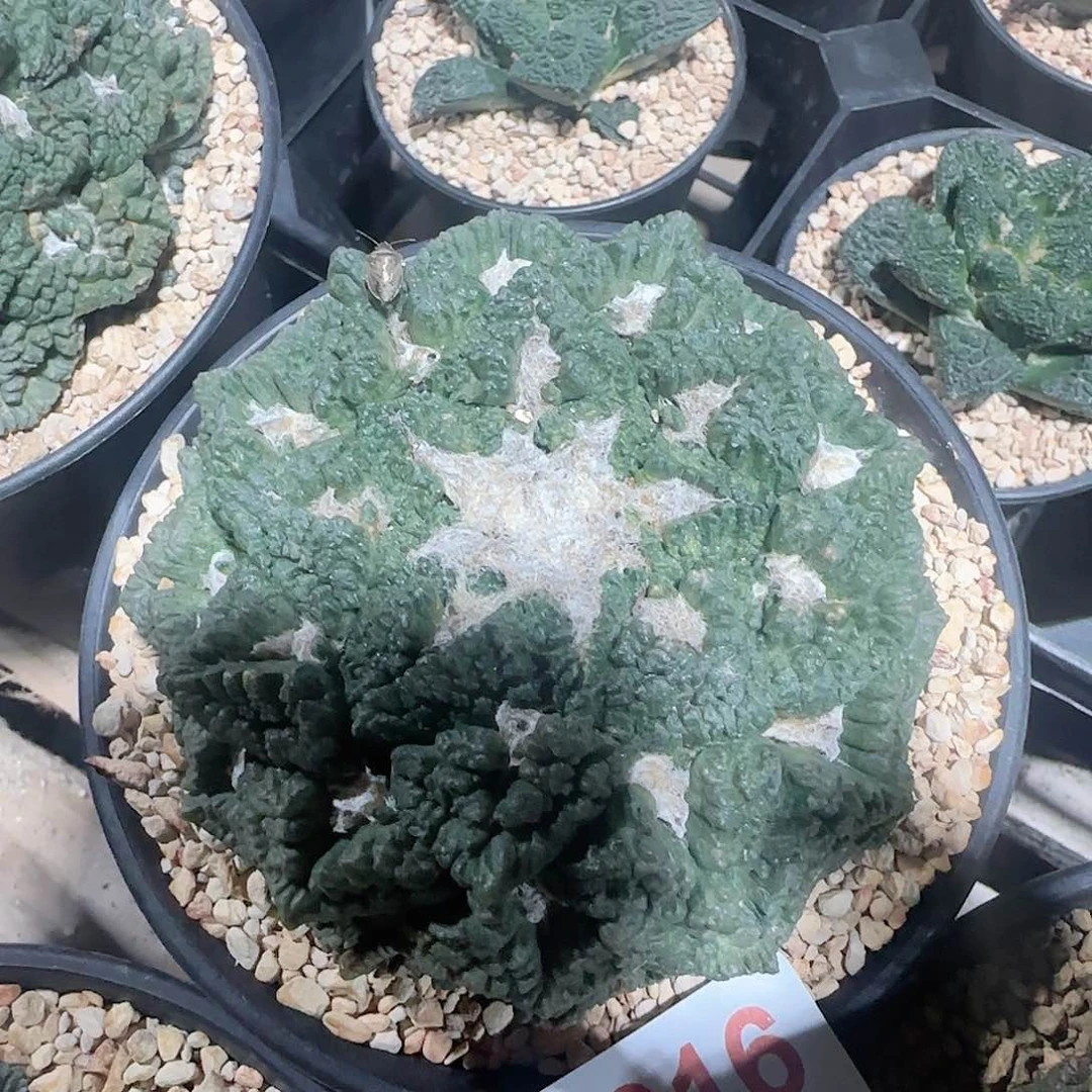 龟甲 自根仙人球016