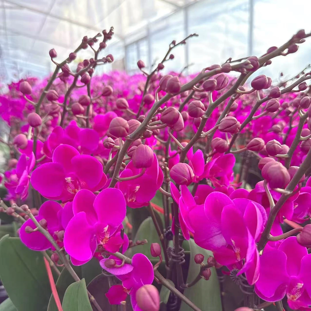 精选蝴蝶兰【满天红2】紫红色小花型 室内花卉绿植长花期 基地直发