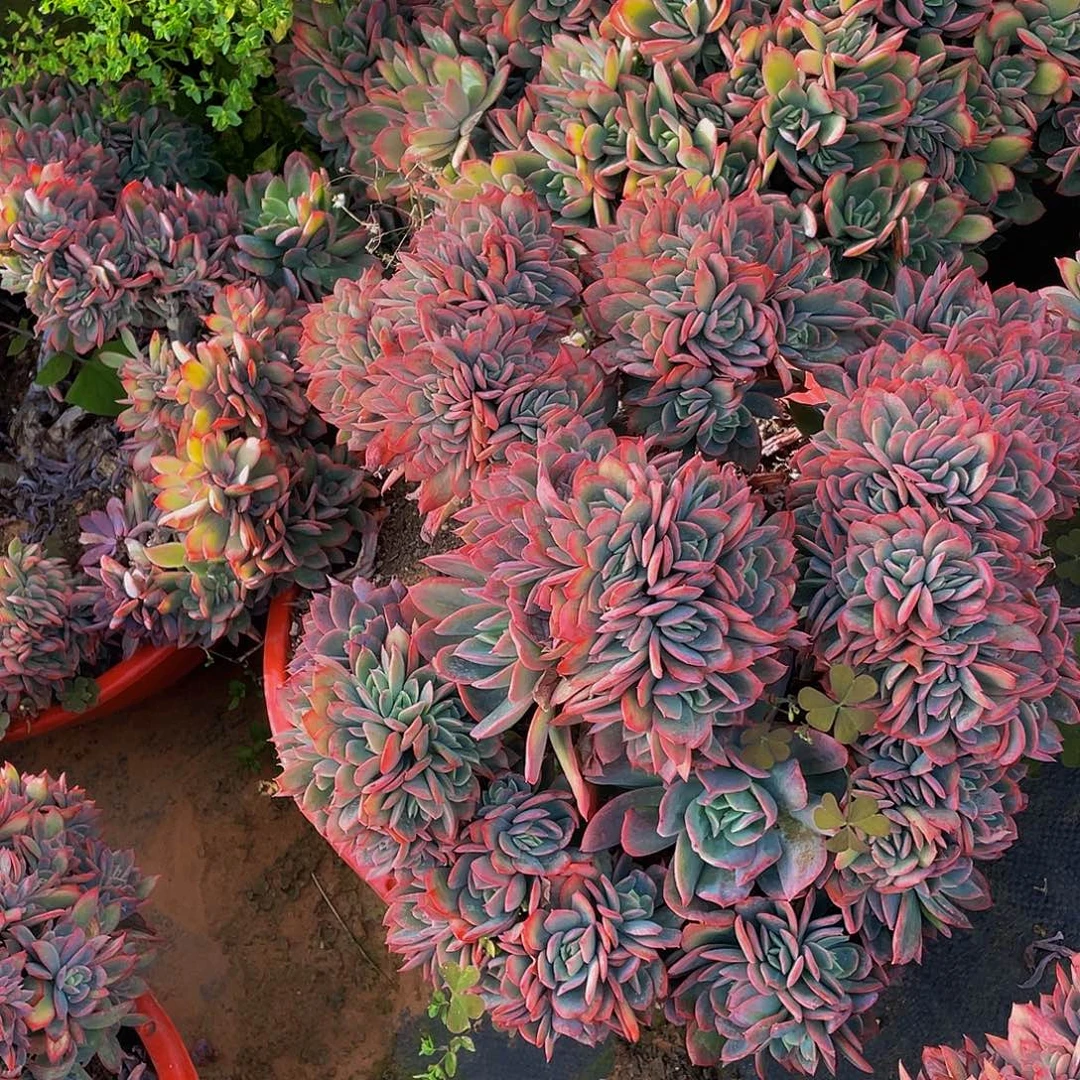 绮罗缀化78多肉群生