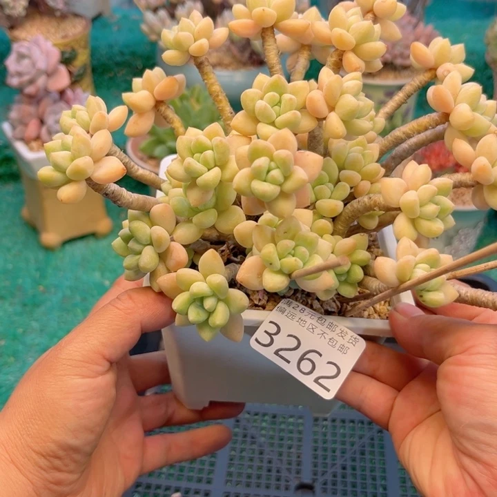 大3262、dhcggvgffgg