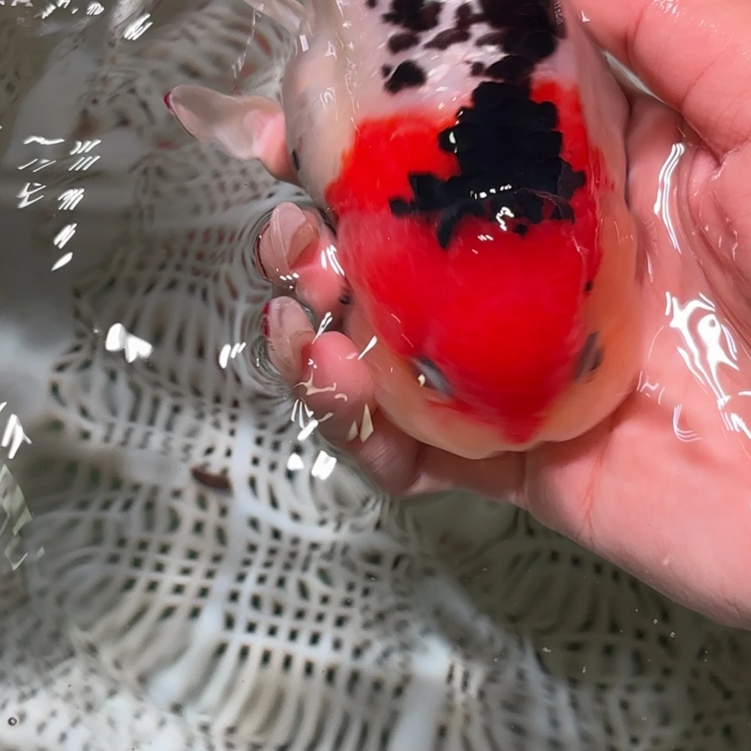 u***4金鱼拍包装包邮不拍包装运费到付