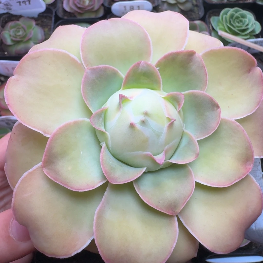 楹楹-825紫苑-冠幅  9cm