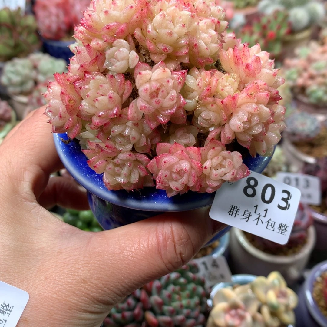 精控拇指盆1.1803