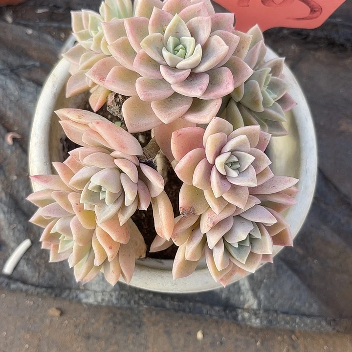 两单包邮，晨语多肉405哈利