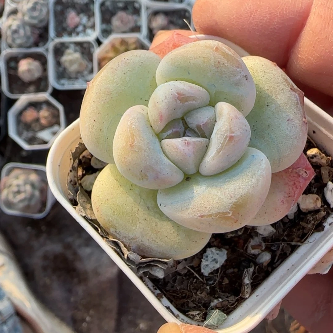 小卡拉米糖心一物一拍