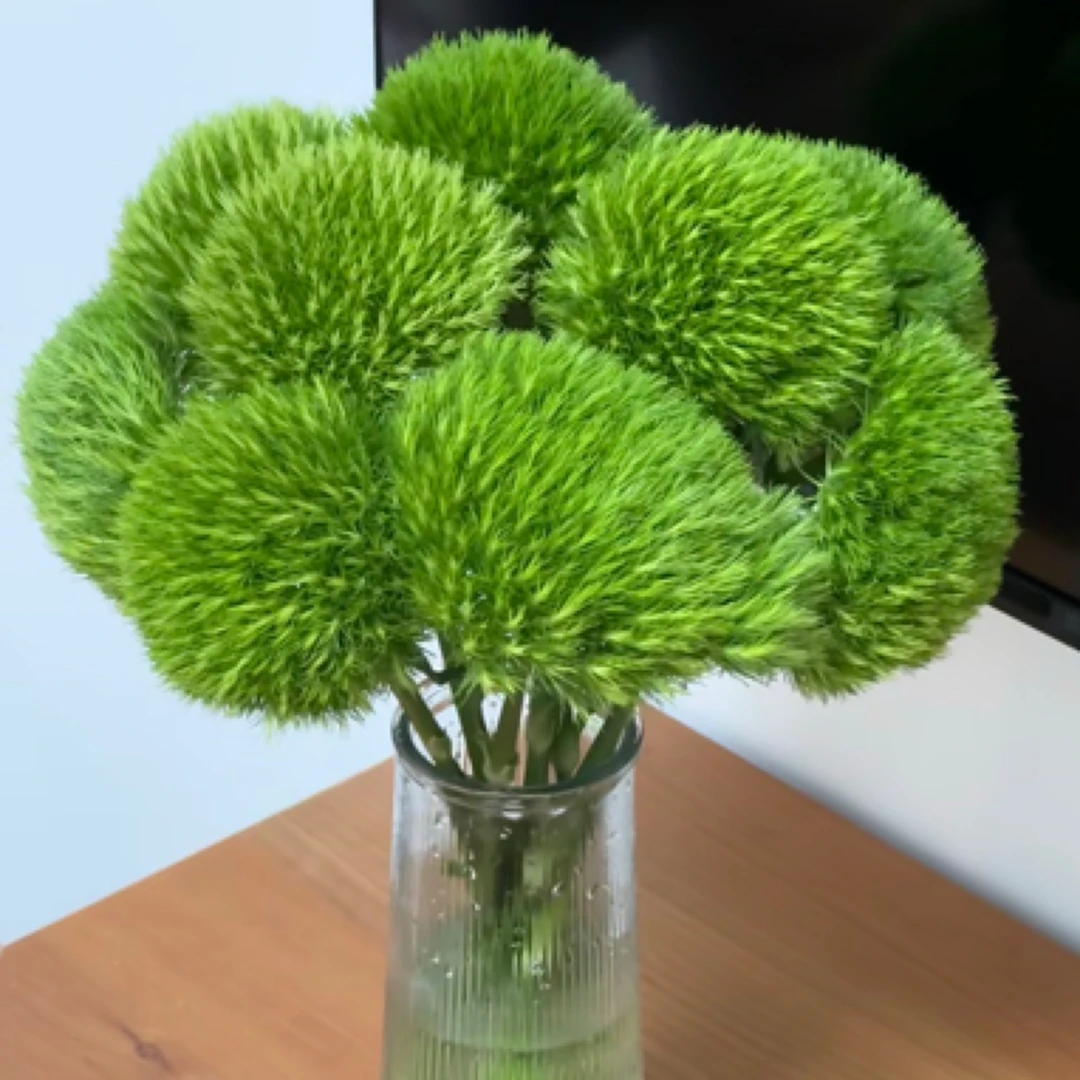 绿毛球10支一扎。