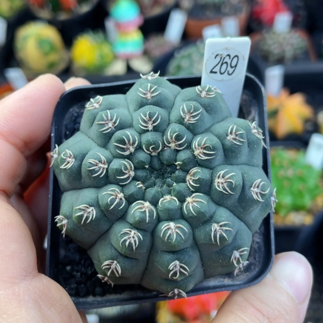 普*夏盆5公分满25包邮裸根发货