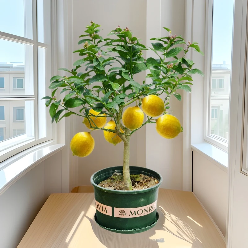 香水柠檬树苗盆栽带果室内室外手指无籽四季柠檬苗食用地栽柠檬树