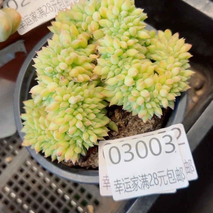 幸运的是我还在努力