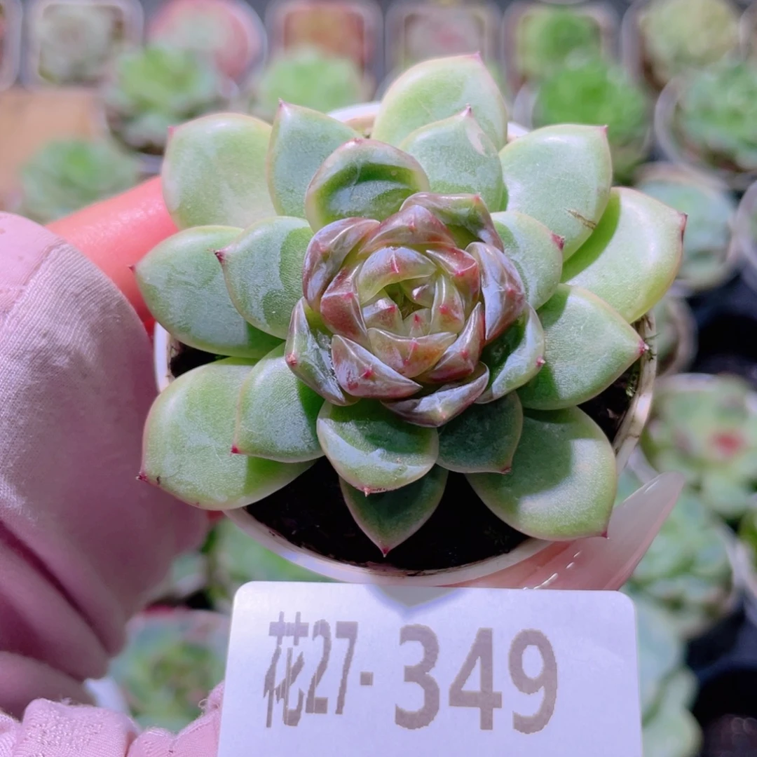 花利美27-349新品