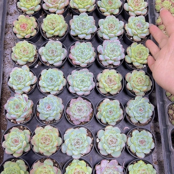 冰葡萄2盆19包邮多肉植物