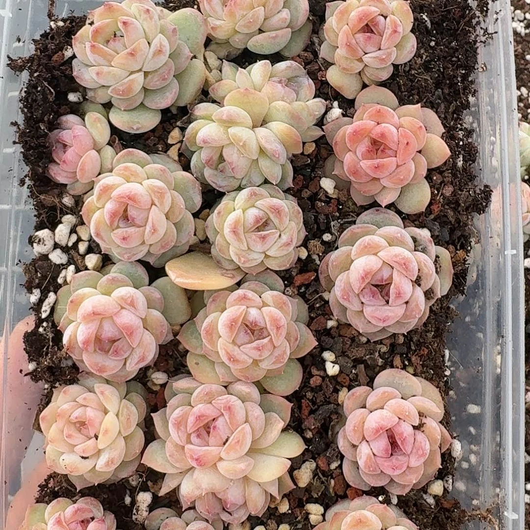 杂交新品珍妮多肉38