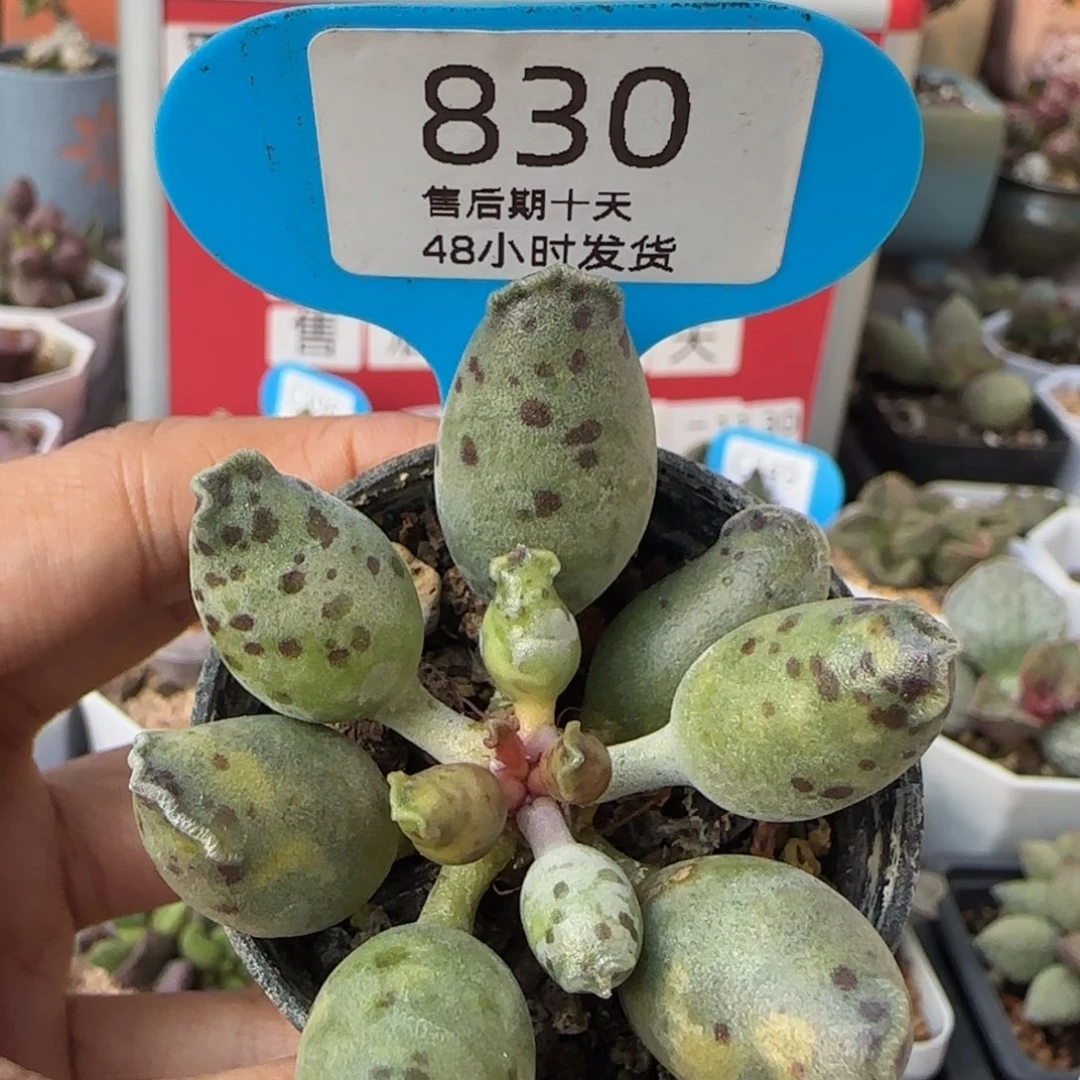 海豹一物一拍。   830。