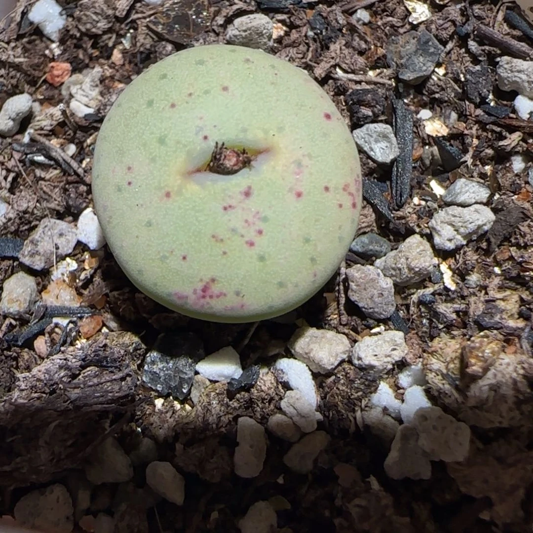 肉锥多肉植物百科-杂交红嘴1152