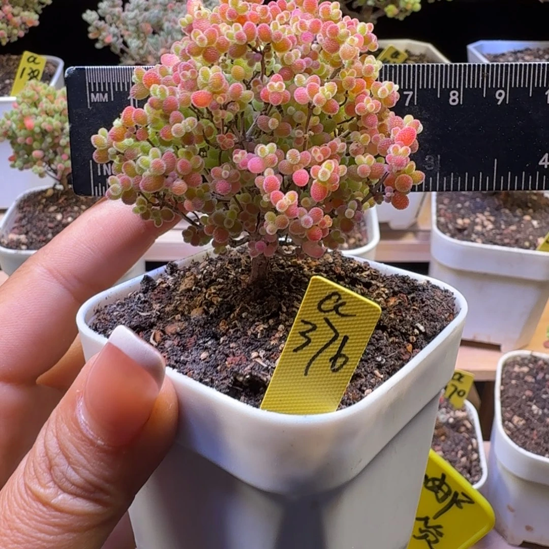 a376号蜜橘冠服6厘米左右