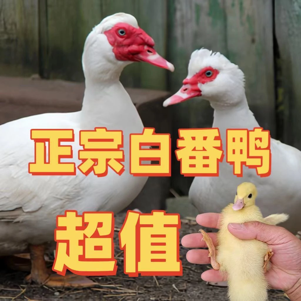 大种番鸭苗西洋鸭火鸭鸳鸯鸭苗旱鸭藤鸭宠物活体发货