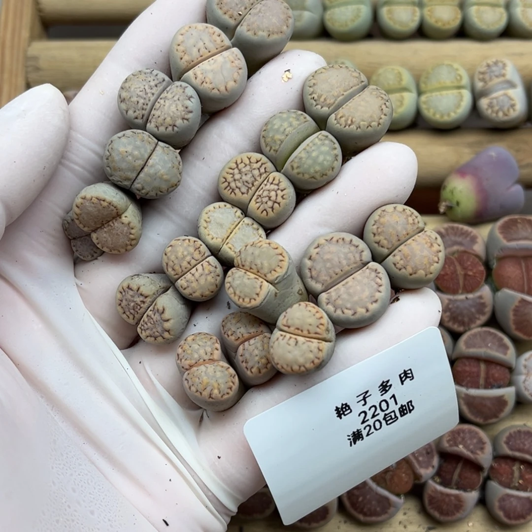 u***42201号一首特价饼干