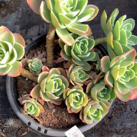 丽*梦1880星娜塔多肉