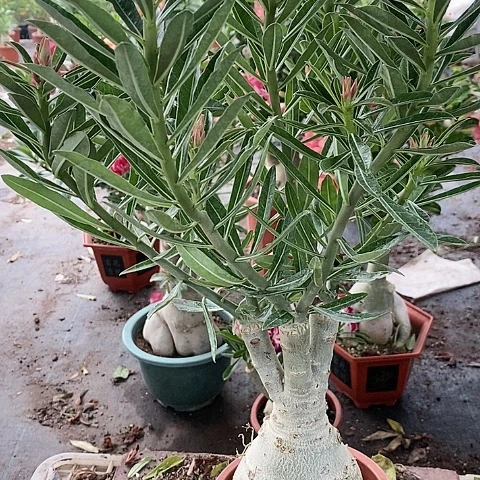 【闪购商品】无花朵荣