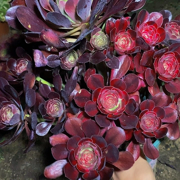 逍***游多肉植物保护研究所