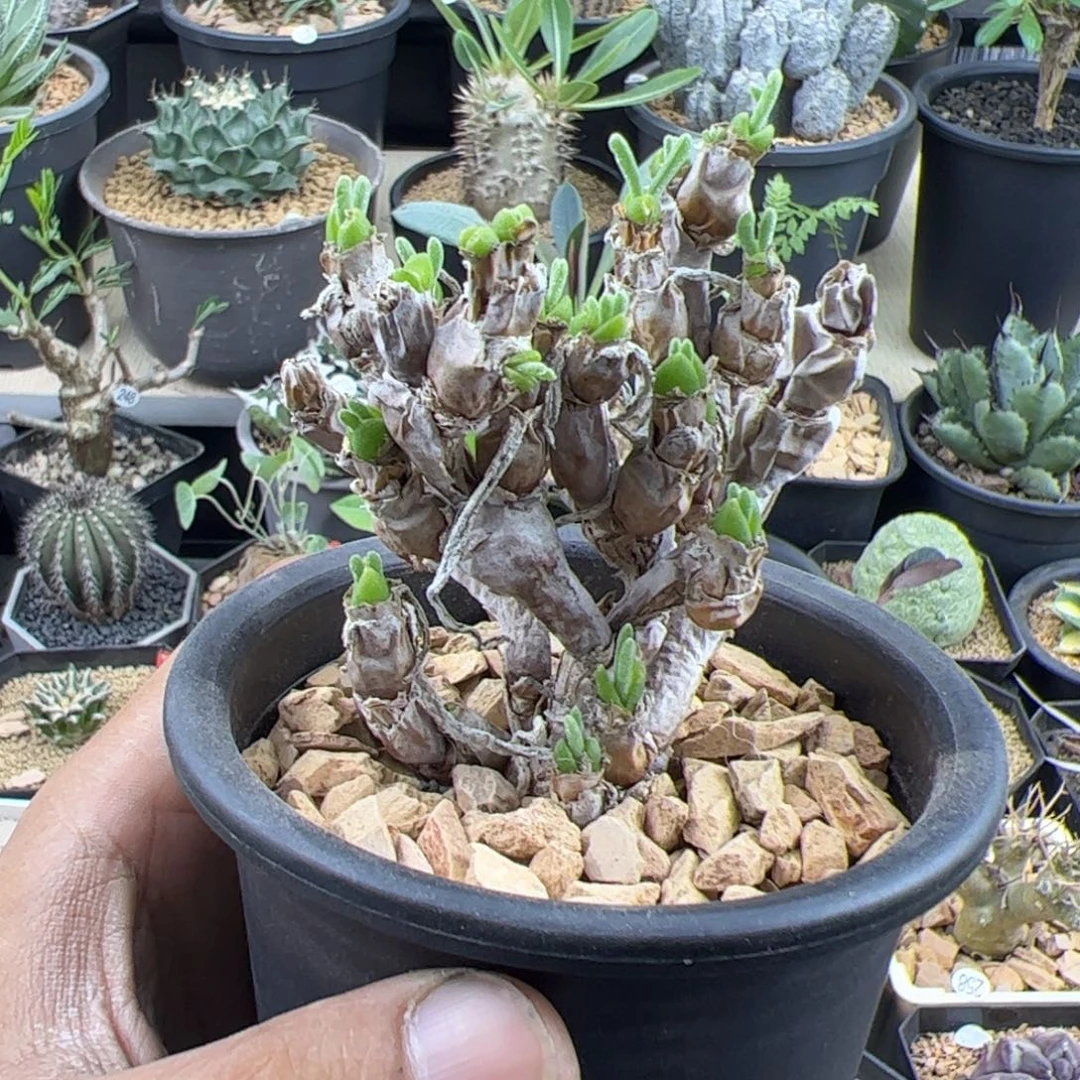 碧光环老兔子一物一拍