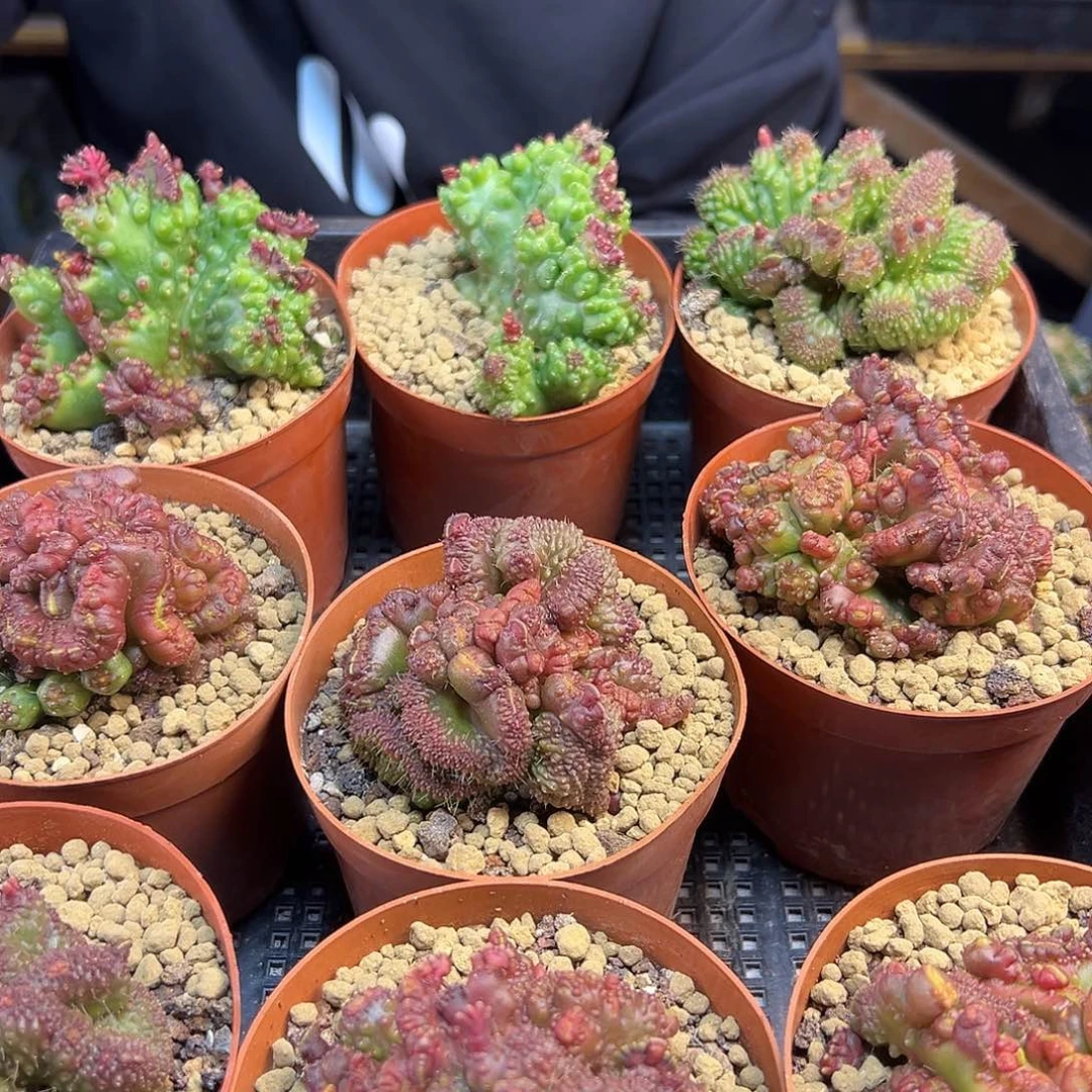 自根一点红6.5公分缀化