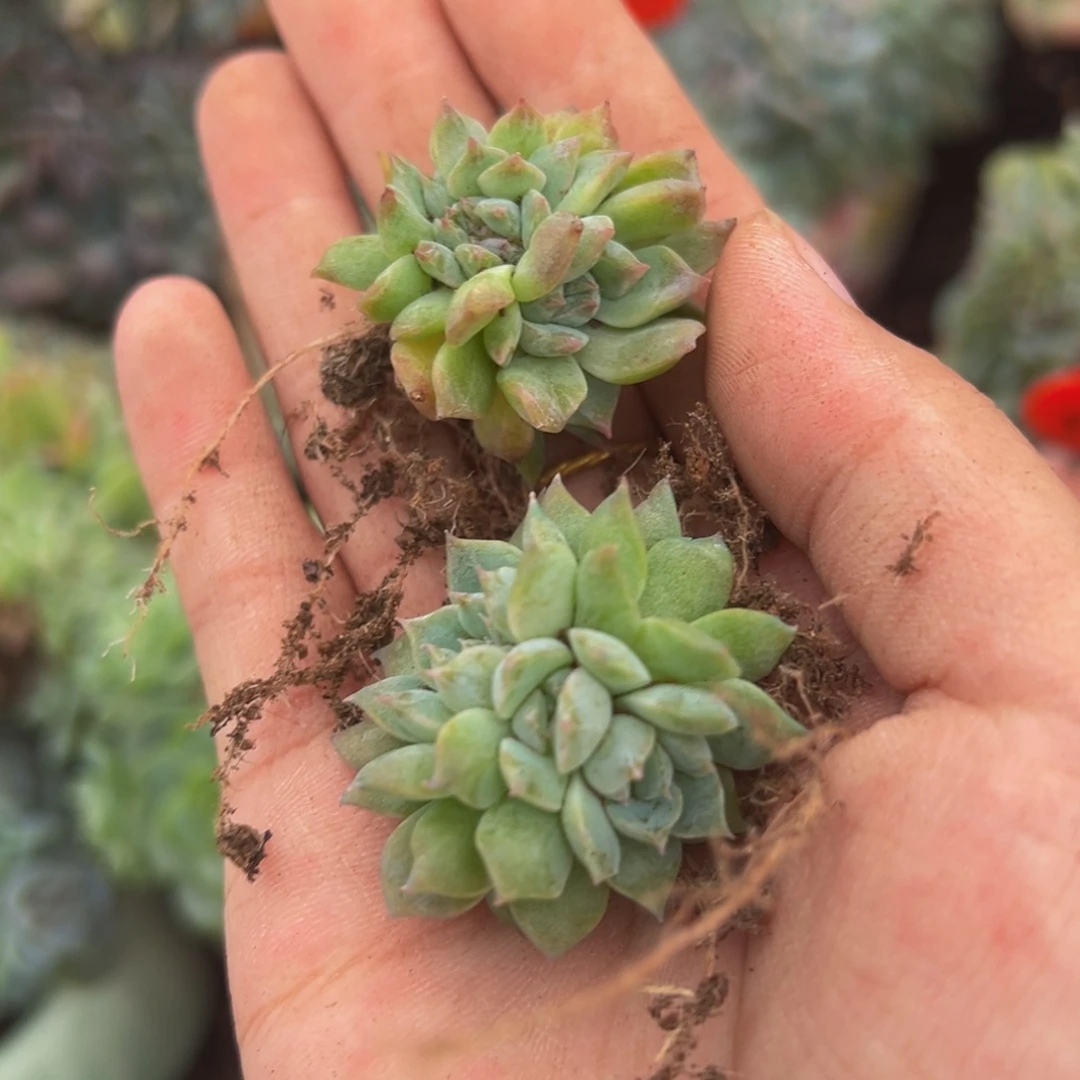 橘子汽水冰魄缀微瑕两颗