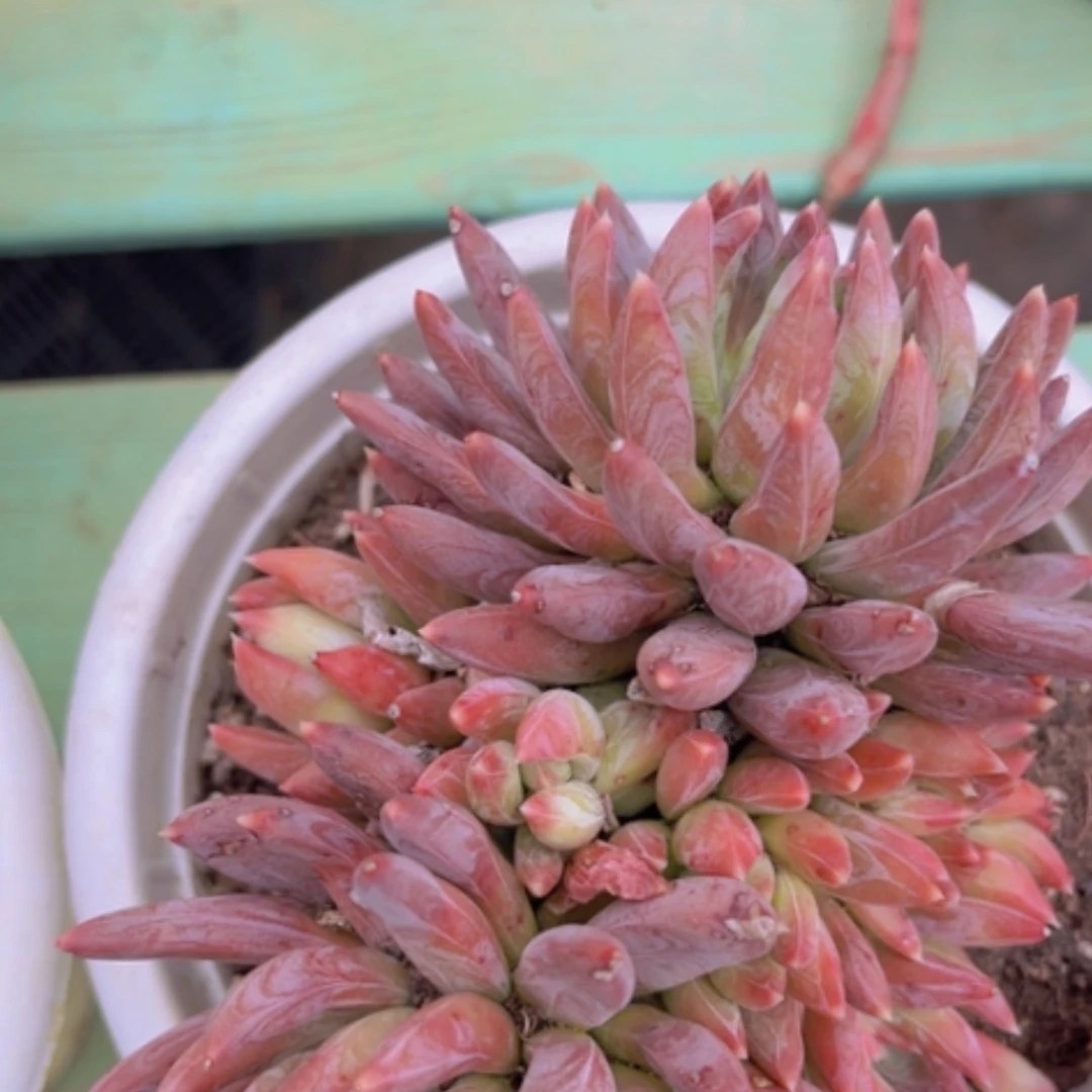 【闪购商品】炫彩星16136