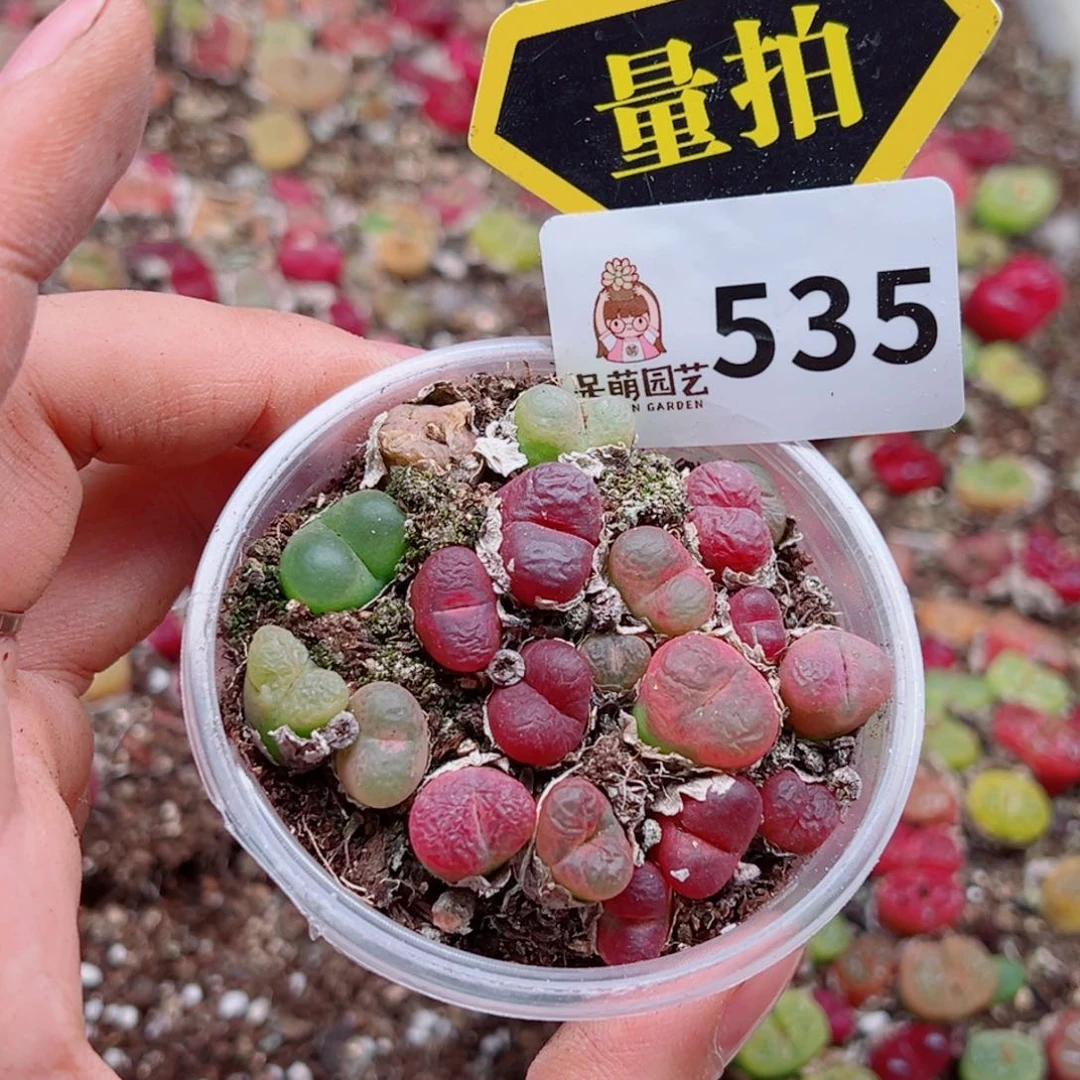 多肉植物多肉植物