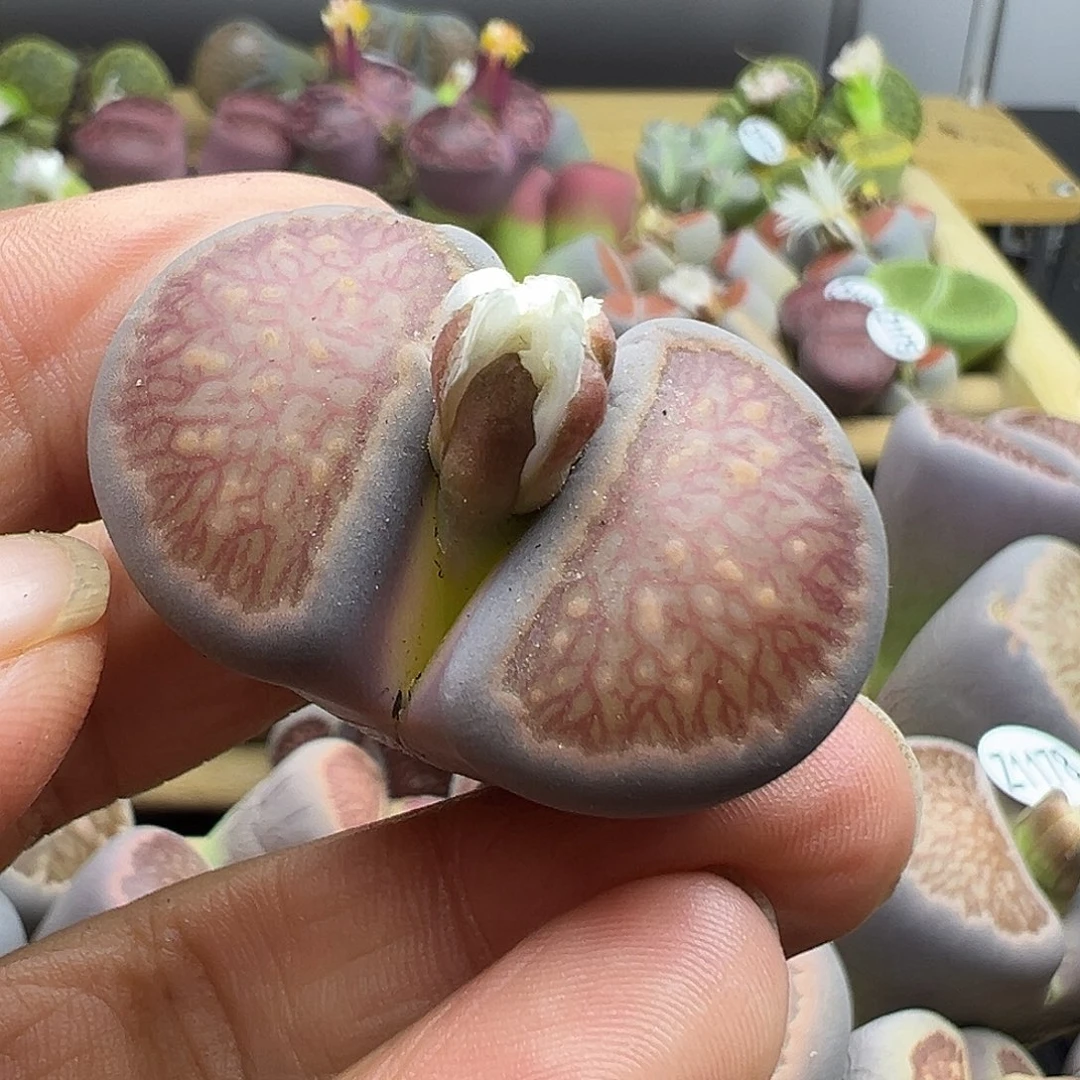 1184下播福利炸111111111