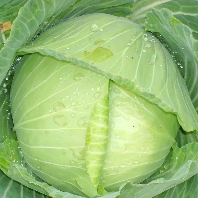 湖南本地农家自种包菜露天种植当季新鲜蔬菜现摘现发卷心菜