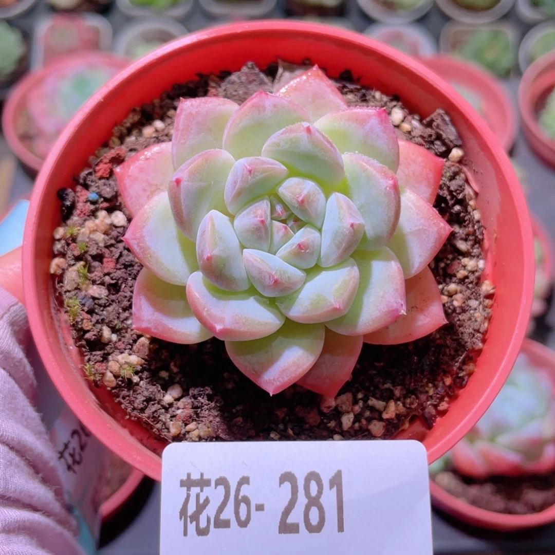 花利美26-281新品