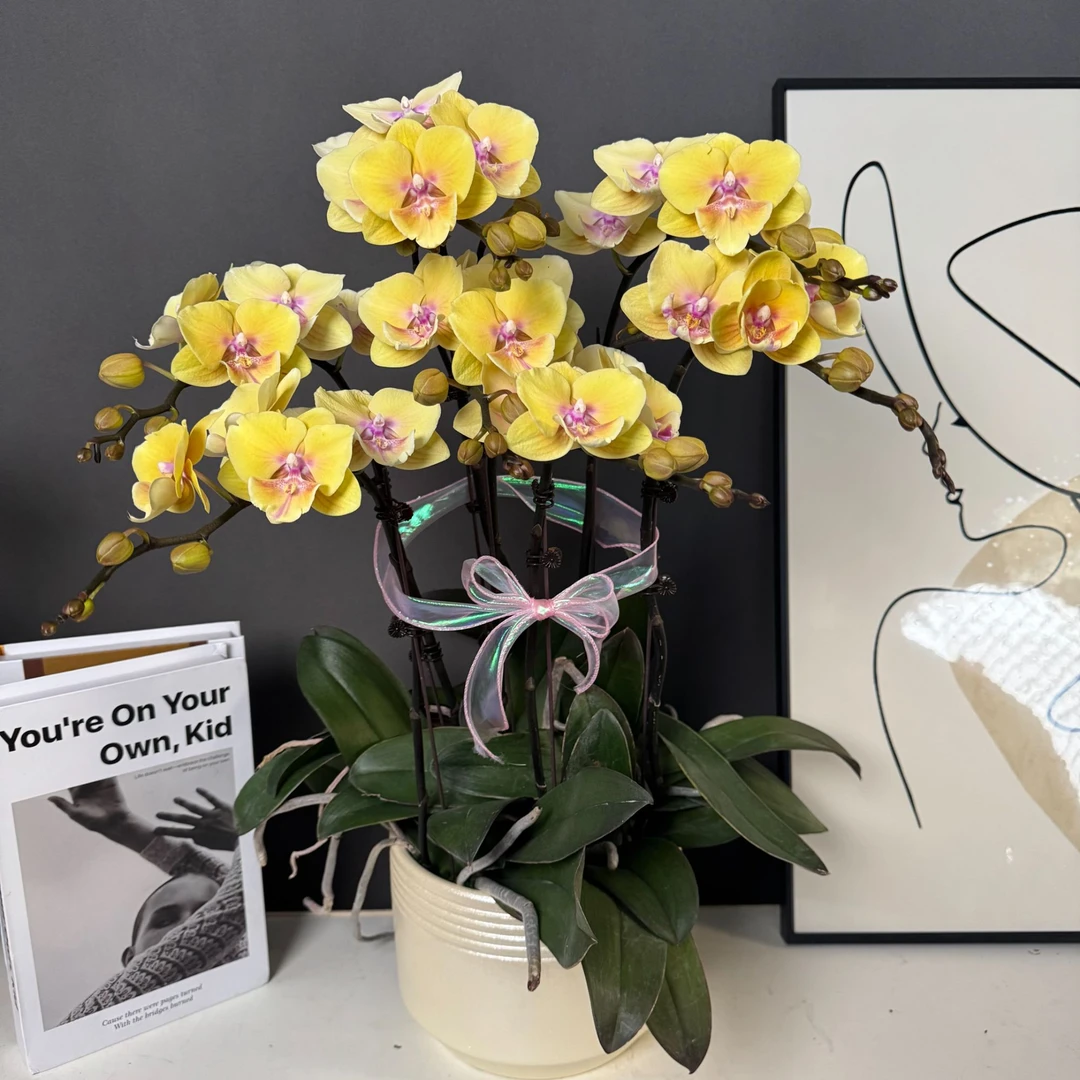 【永利黄金】 欧品黄色系大花 蜡质花 蝴蝶兰 耐开耐摆 室内花卉