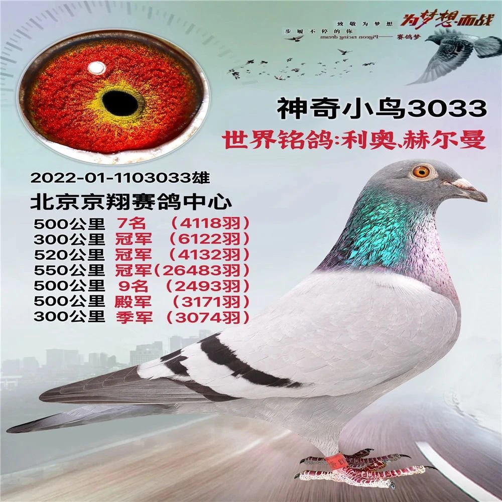 原环公棚成绩鸽奖鸽种鸽