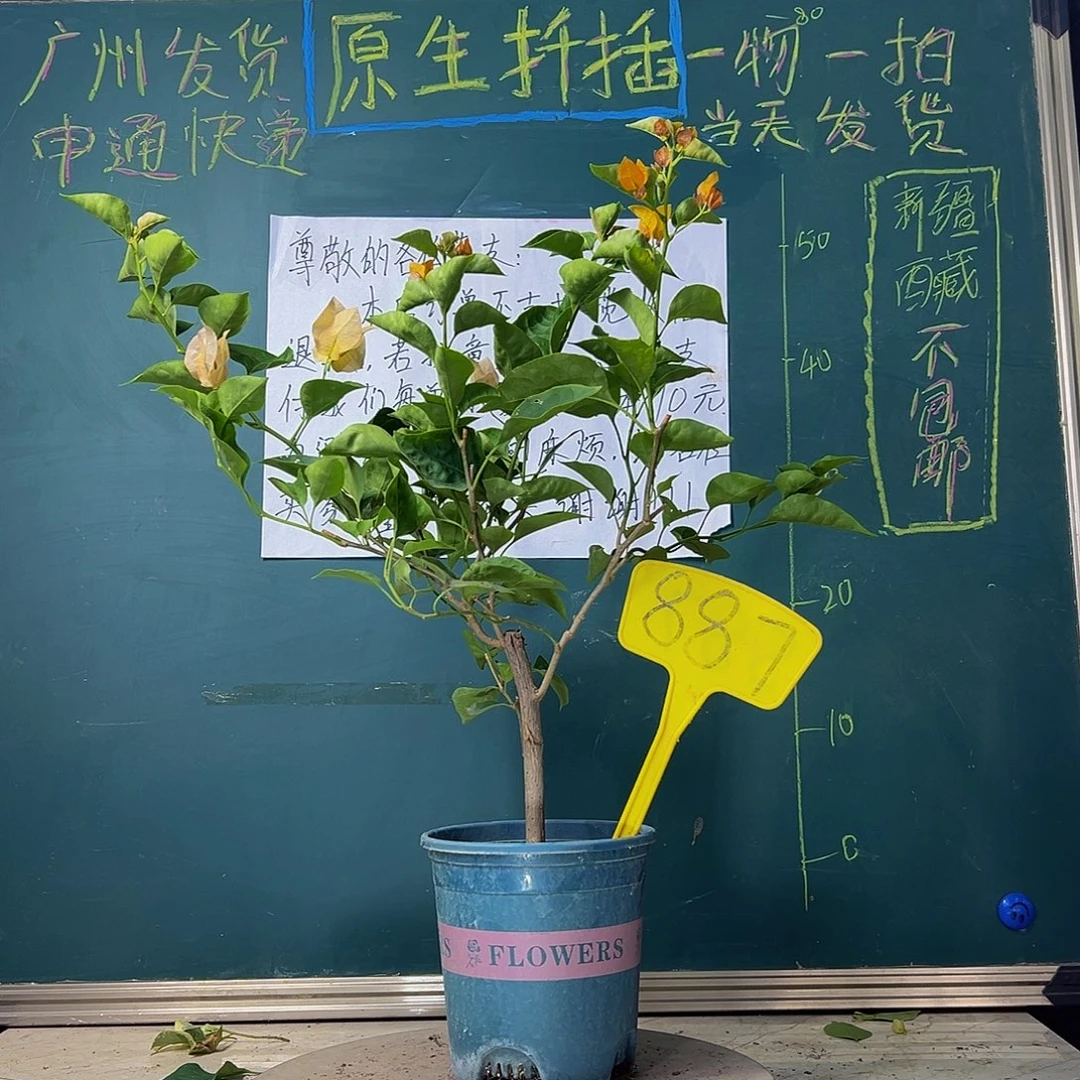 当前无花栽培后可以开花柠檬黄887