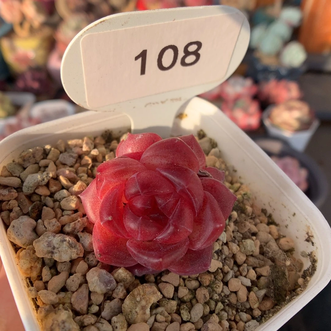 108琥珀多肉植物