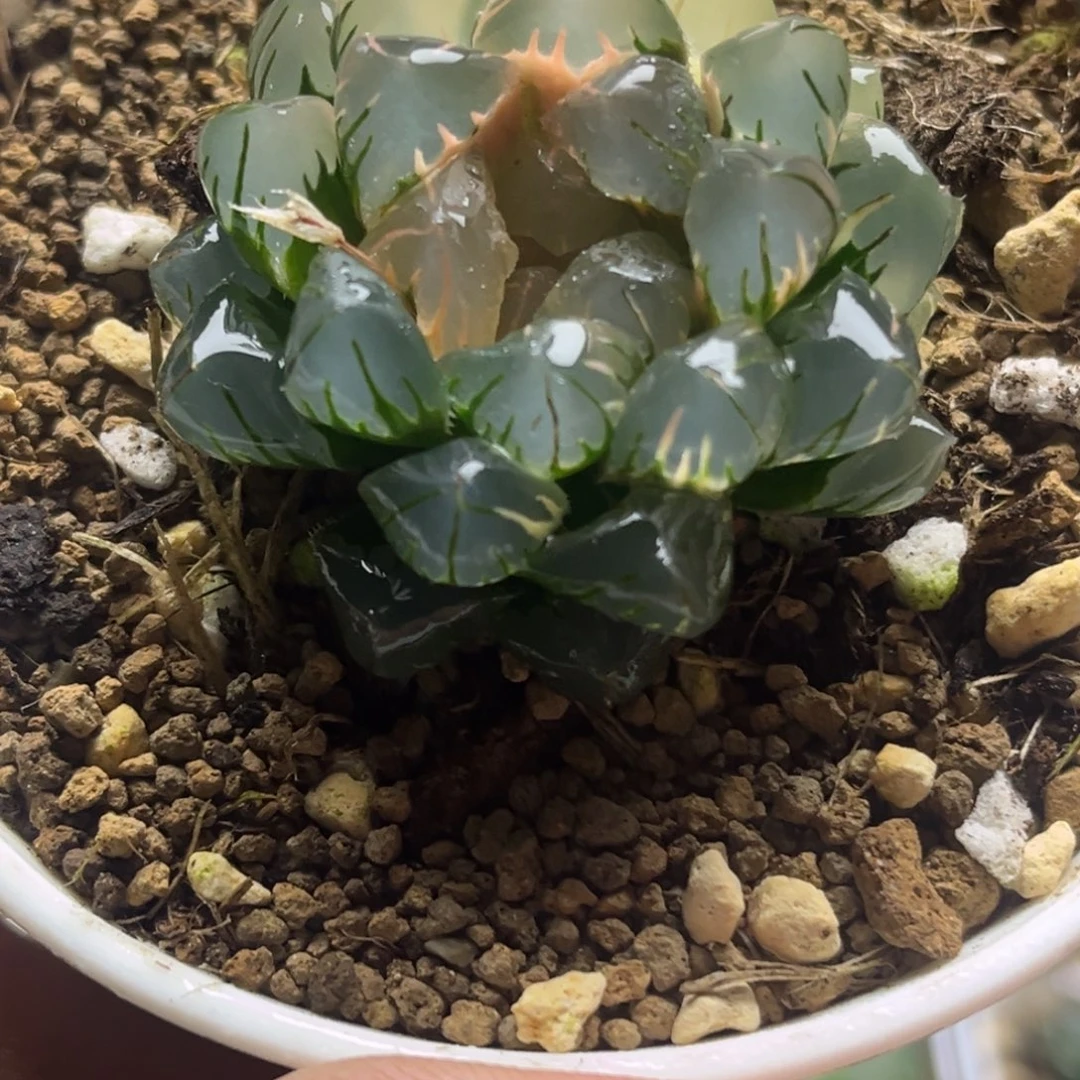 52水中月发发发发发发