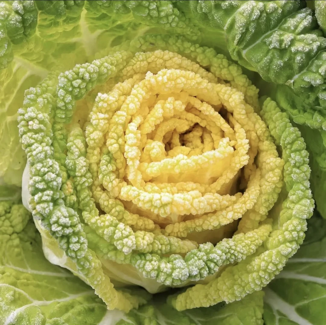 黄心乌菜黄心菜新鲜乌塌菜四季白菜冬天青菜蔬菜孑黑菜秋冬季