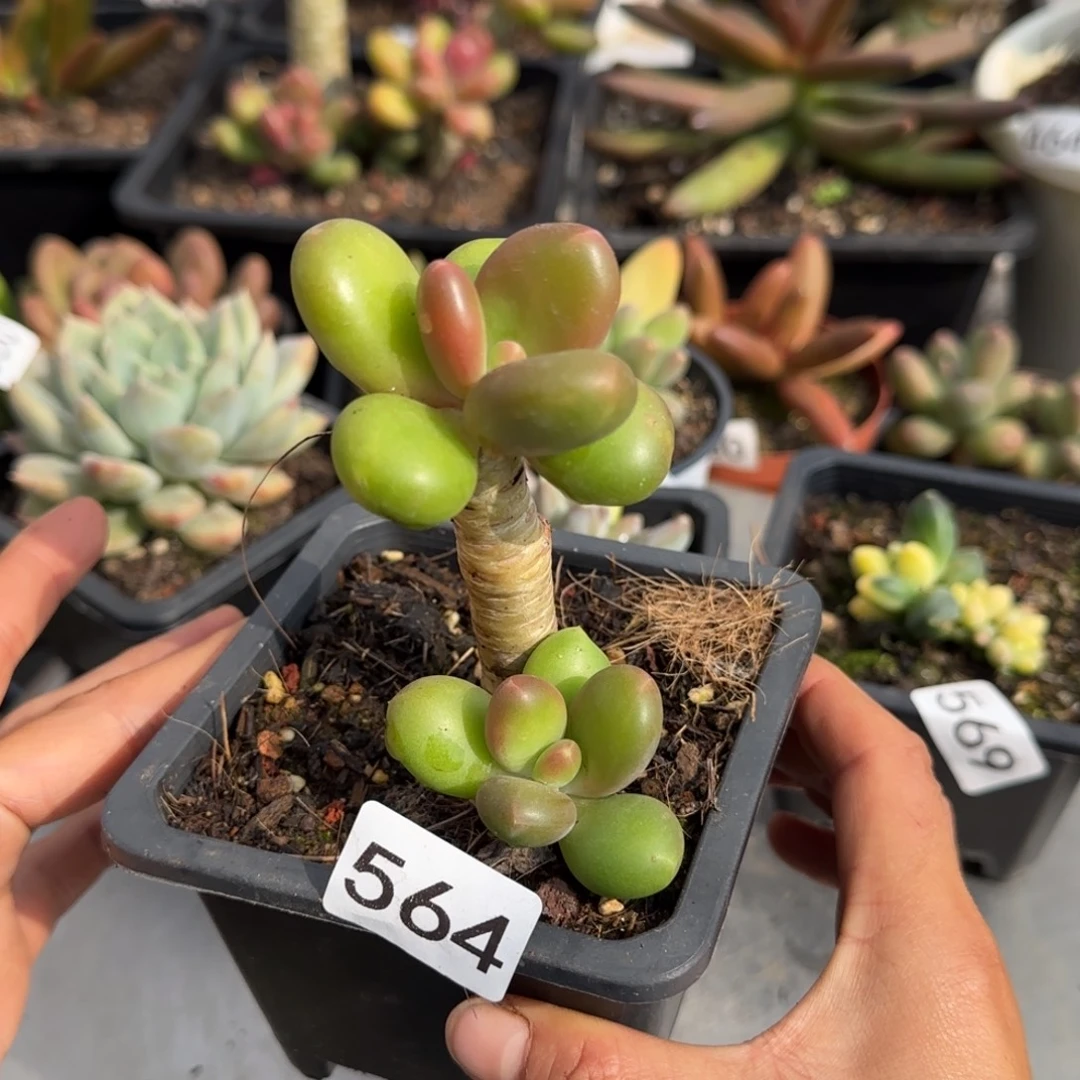 564号一物一拍一物一拍一物一拍