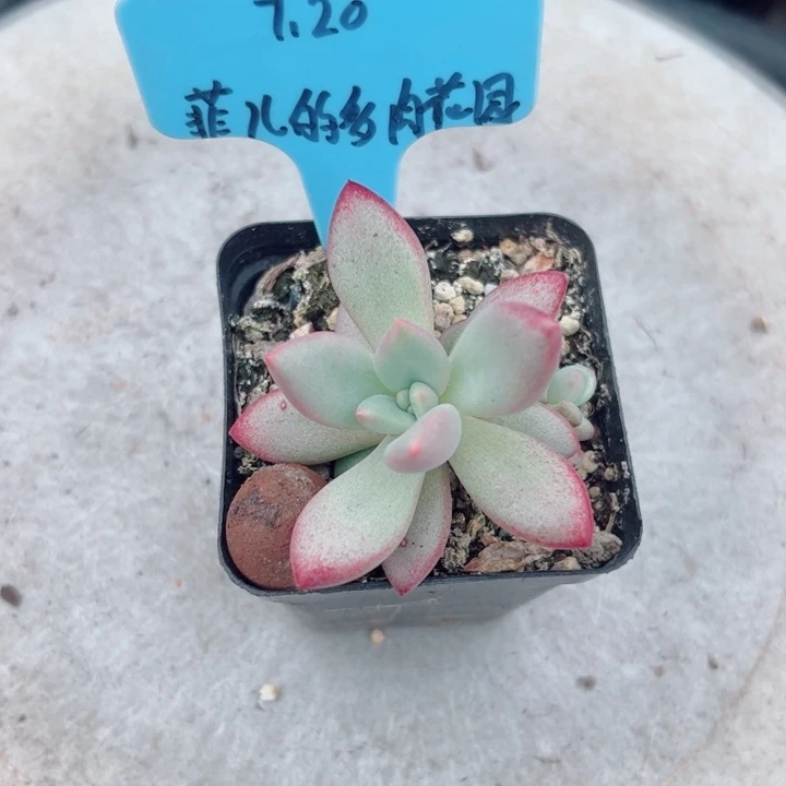 菲***园赫本露丝多肉植物