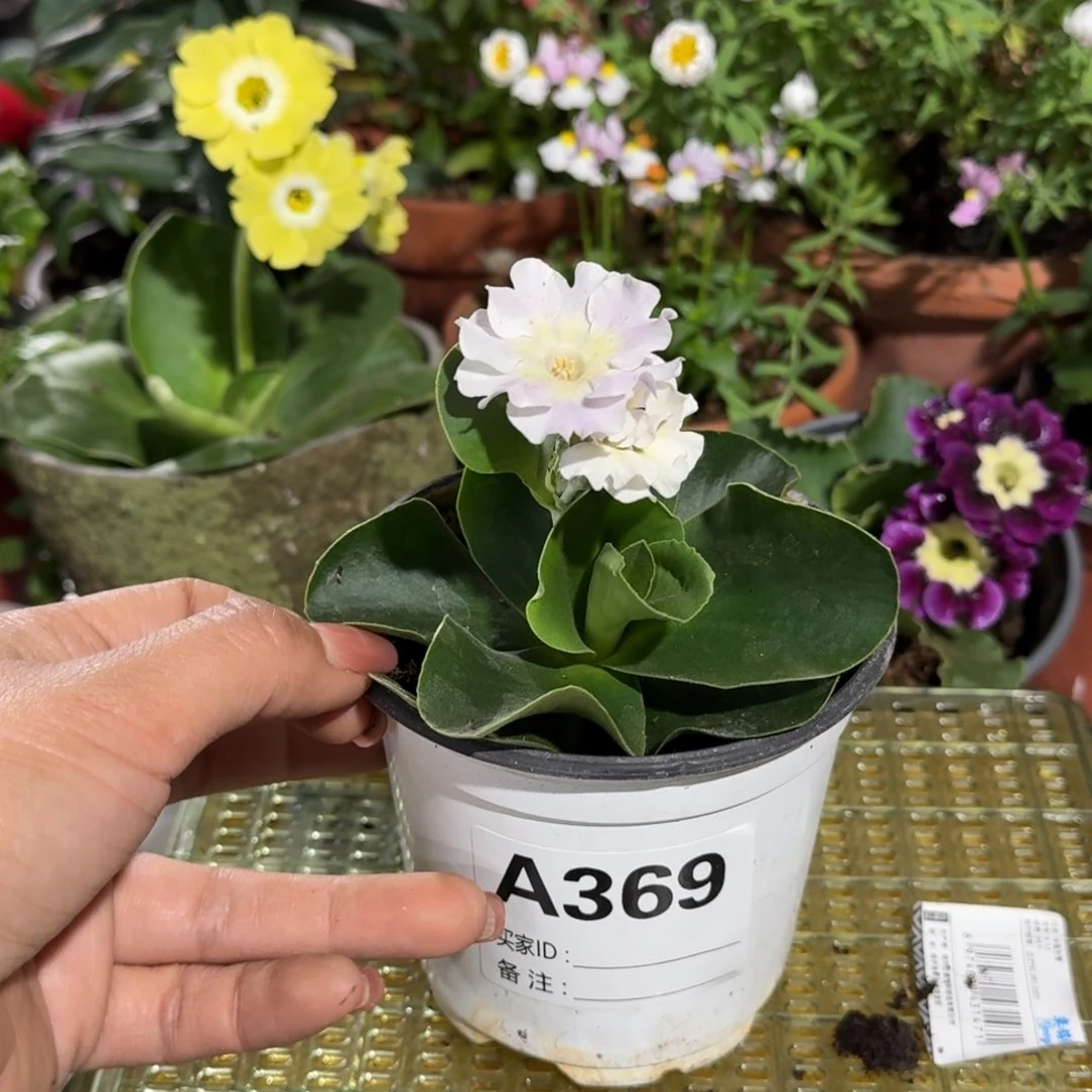 一物一拍耳叶报春A369