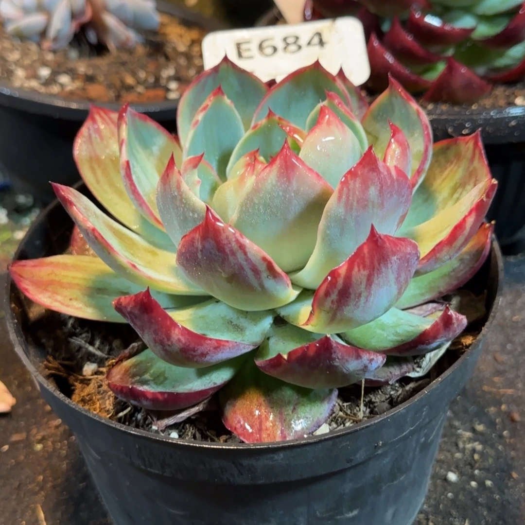 花脸拉丝惊鸿一物一拍包装收缩花旱684