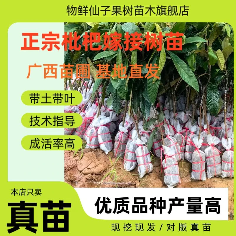 正宗大五星枇杷果嫁接苗早钟六号枇杷嫁接树苗南北方种植庭院种植